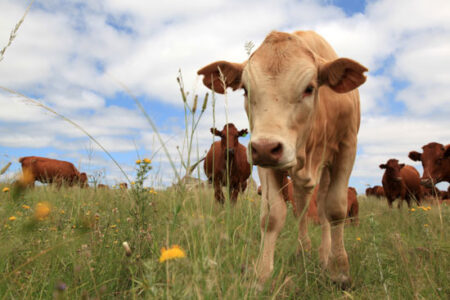 Ethical Beef, Part 2: The Efficiency of Cattle Grazing Image